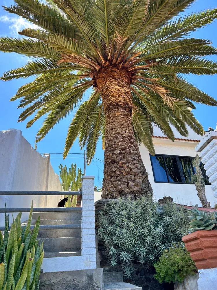 Chalet independiente · Gáldar · Gran Canaria (3)