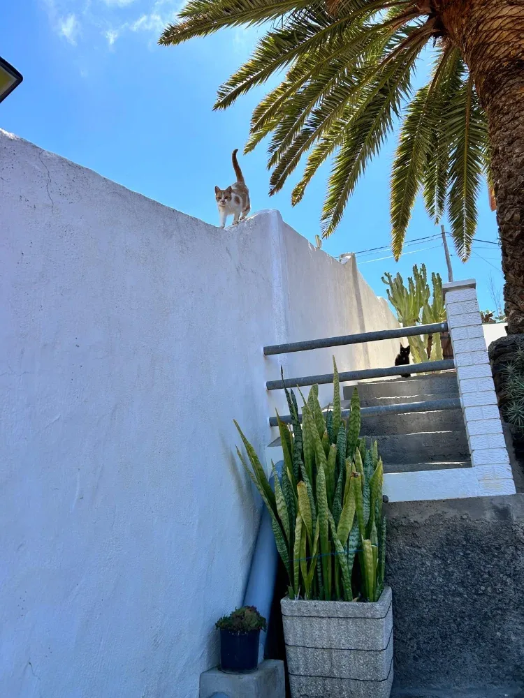Chalet independiente · Gáldar · Gran Canaria (4)